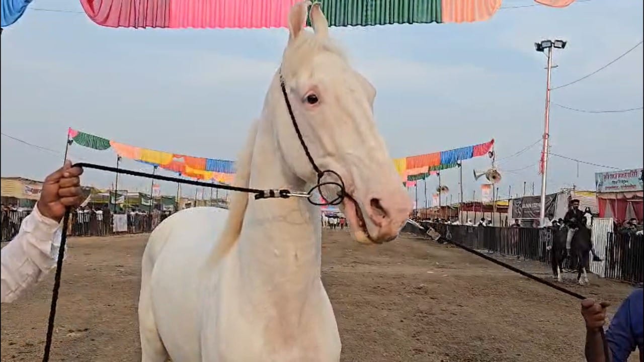 व्हाईट कोब्राची देखरेख एका व्हीआयपीप्रमाणे केली जाते. त्याच्या देखभालीसाठी ६ ते ७ लोकांची विशेष टीम २४ तास तैनात असते. त्याच्या उत्तम आरोग्यासाठी आणि तंदुरुस्तीसाठी त्याच्या आहारावर विशेष लक्ष दिले जाते.