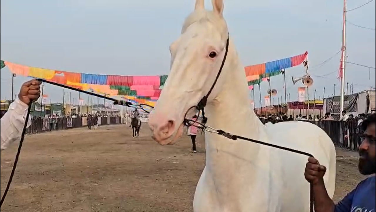 त्याला दररोज हरभरे, शुद्ध तूप, दूध, बाजरी, मका आणि इतर पोषक घटक असलेला उच्च प्रतीचा आहार दिला जातो. या विशेष खुराकामुळेच त्याची ऊर्जा आणि तंदुरुस्ती स्पर्धेसाठी उच्च स्तरावर टिकून राहते.