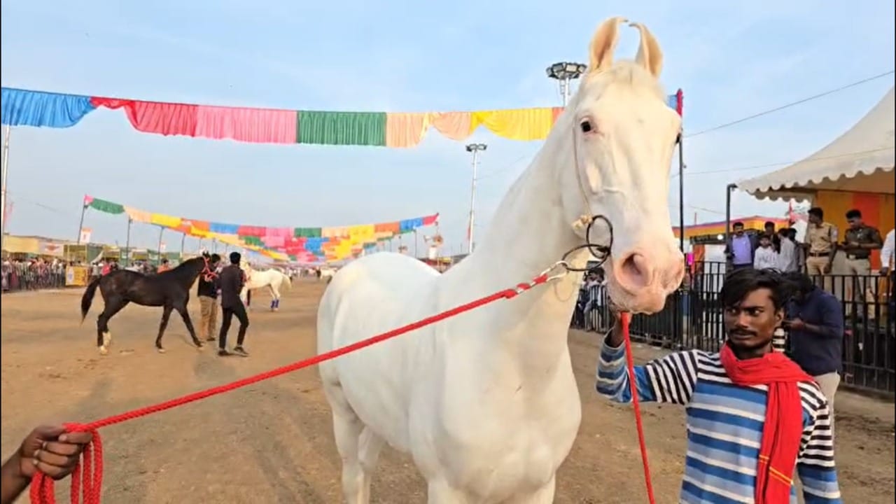 सारंगखेडाचा चेतक महोत्सव हा घोड्यांच्या खरेदी-विक्रीसह, त्यांच्या विविध क्रीडा स्पर्धांसाठी प्रसिद्ध आहे. देशभरातील सर्वोत्कृष्ट, जातिवंत आणि कोट्यवधी रुपयांचे घोडे या बाजारात दाखल होत असतात.