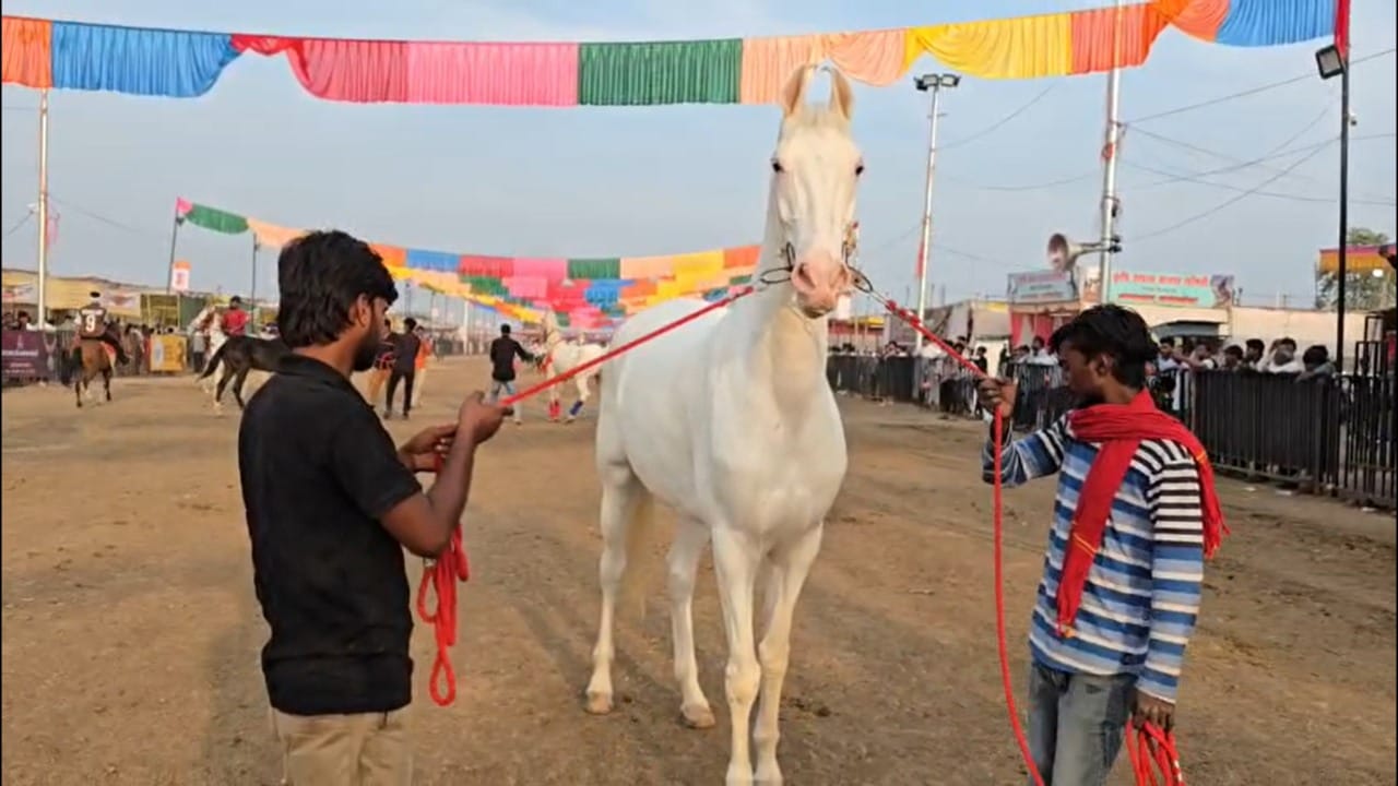 हा घोडा नुकरा जातीचा असून त्याचा रंग पांढराशुभ्र आणि रूप अत्यंत रुबाबदार आहे. ६५ इंच उंचीचा हा घोडा आपल्या बांधणीमुळे आणि देखणेपणामुळे सतत चर्चेत असतो. हा घोडा बाजारात दाखल होताच आकर्षणाचे केंद्र ठरला आहे.