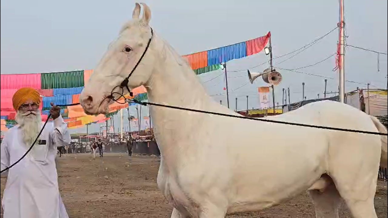 व्हाईट कोब्रा हा नुसता घोडा नसून, तो देशाच्या अश्वविश्वातील एक सुपरस्टार म्हणून ओळखला जातो. व्हाईट कोब्राने आतापर्यंत देशातील विविध भागांमध्ये आयोजित केलेल्या घोड्यांच्या स्पर्धांमध्ये तब्बल १५ वेळेस विजेतेपद पटकावले आहे. त्याने जिंदाल लुधियाना, भटिंडा आणि हनुमान गड येथील नामांकित अश्व स्पर्धांमध्ये प्रथम पारितोषिक मिळवले आहे.