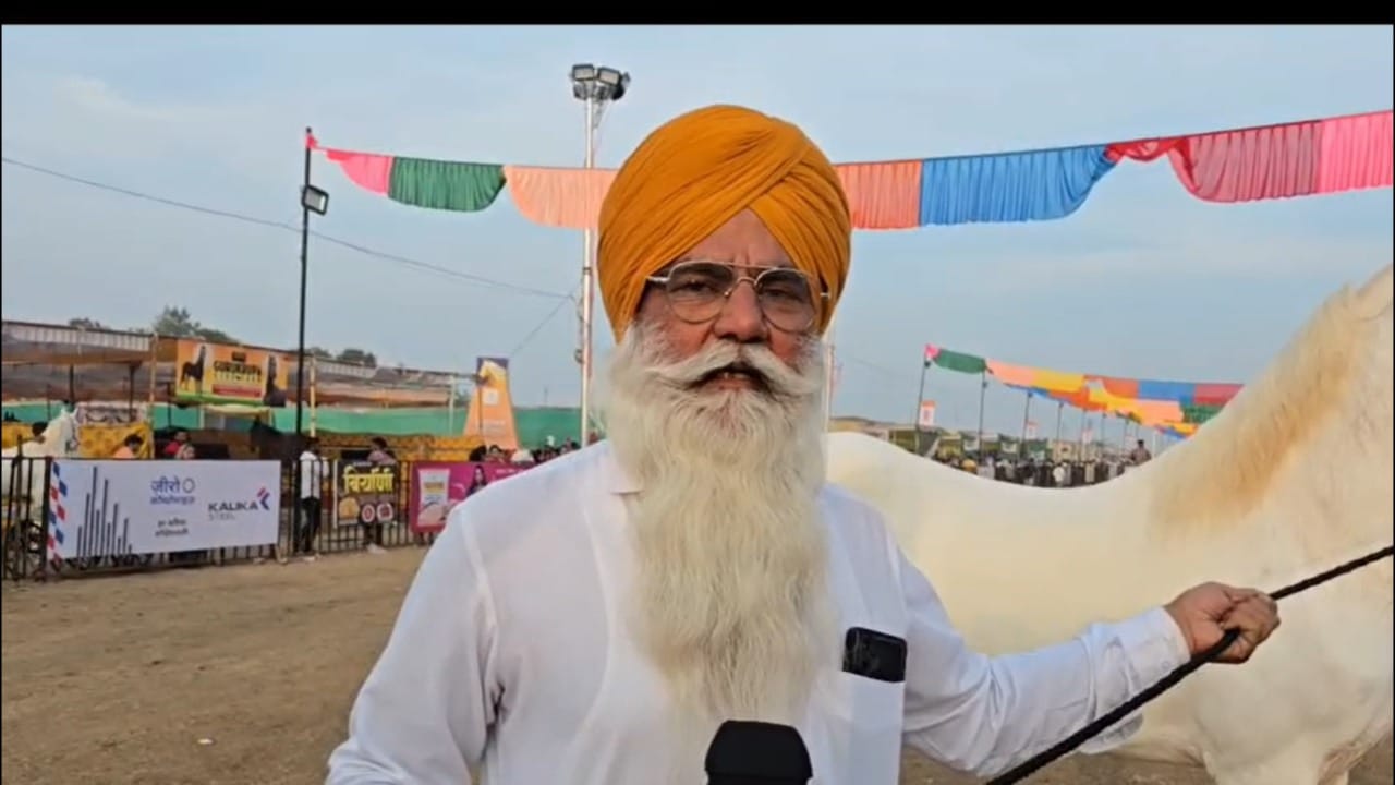 व्हाईट कोब्रा पहिल्यांदाच सारंगखेडाच्या स्पर्धेत उतरत असल्याने त्याला येथील वातावरणाचा आणि स्थानिक स्पर्धकांचा सामना करावा लागणार आहे. पंजाबमधून आलेल्या या १५ वेळा विजेत्या घोड्याने महाराष्ट्रातील या महत्त्वाच्या अश्व बाजारातही विजेतेपद मिळवून आपला दबदबा कायम राखल्यास ते एक मोठे यश ठरणार आहे.