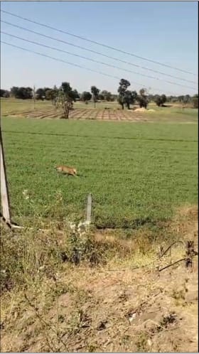 येवल्यात वन विभागाला गुंगारा देत बिबट्याने ठोकली धूम