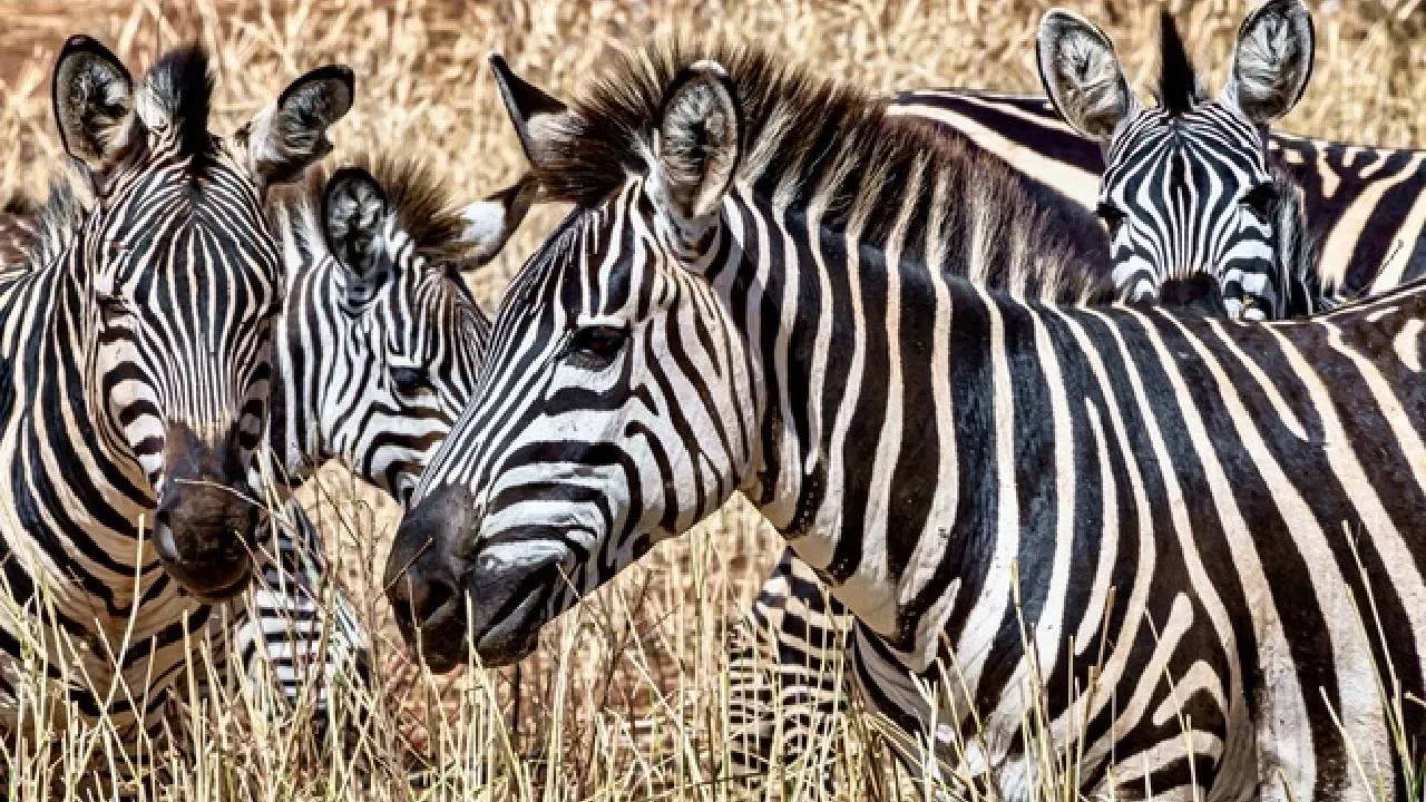 काळे पांढरे पट्टे का असतात : झेबऱ्याच्या अंगावरील पट्ट्यांचा विकास हा त्यांच्या त्वचेतील 'मेलेनिन' नावाचे रंगद्रव्य तयार करणाऱ्या पेशींच्या जनुकीय कारणामुळे होतो. त्वचेवर ज्या ठिकाणी मेलेनिन नसते तेथील रंग पाढरा असतो.   