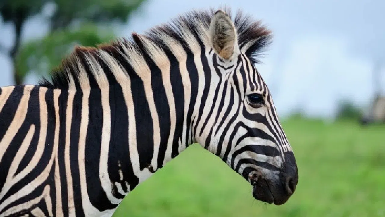 शिकाऱ्याला फसवण्यासाठी फादेशीर : जेव्हा झेबरे कळपात उभे असतात किंवा धावत असतात, तेव्हा हे पट्टे एकत्रित होऊन एका मोठ्या आणि हलणाऱ्या द्रव्याचा भास निर्माण करतात. यामुळे सिंह किंवा तरस या शिकारी प्राण्यांना एकाच प्राण्यावर नजर ठेवणे कठीण होते. 