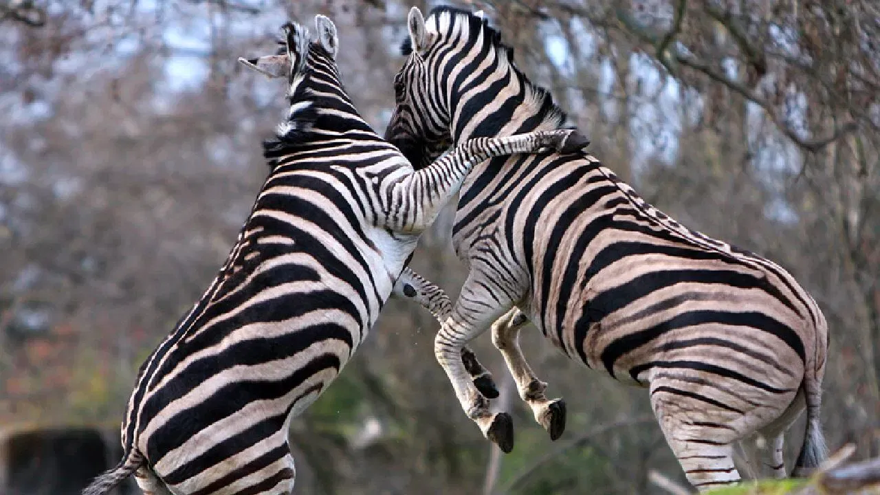 कीटकांपासून संरक्षण : अनेक अभ्यासांनुसार, हे काळे आणि पाढरे पट्टे 'घोडा माश्या' आणि 'त्सेत्से माश्या' यांसारख्या चावणाऱ्या कीटकांना गोंधळात टाकतात आणि दूर ठेवतात. 