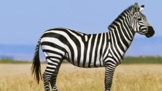 GK : झेबऱ्याच्या अंगावर काळे आणि पांढरे पट्टे का असतात? प्राणी प्रेमींनाही माहिती नसेल