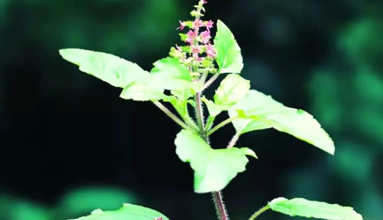 हिंदू धर्मात तुळस या झाडाला खूप महत्त्व आहे. तुम्ही अनेकदा अनेक घरांपुढे, खिडक्यांत तुळशीचे रोप पाहिलेले असेल. वास्तूशास्त्रानुसार घरात हिरवेगार तुळशीचे झाड असणे हे सकारात्मक उर्जेचे लक्षण असते. 