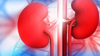 किडनीच्या विकाराने त्रस्त आहात, हे व्हिटामिन्स सुरु करा, झटपट आराम मिळवा