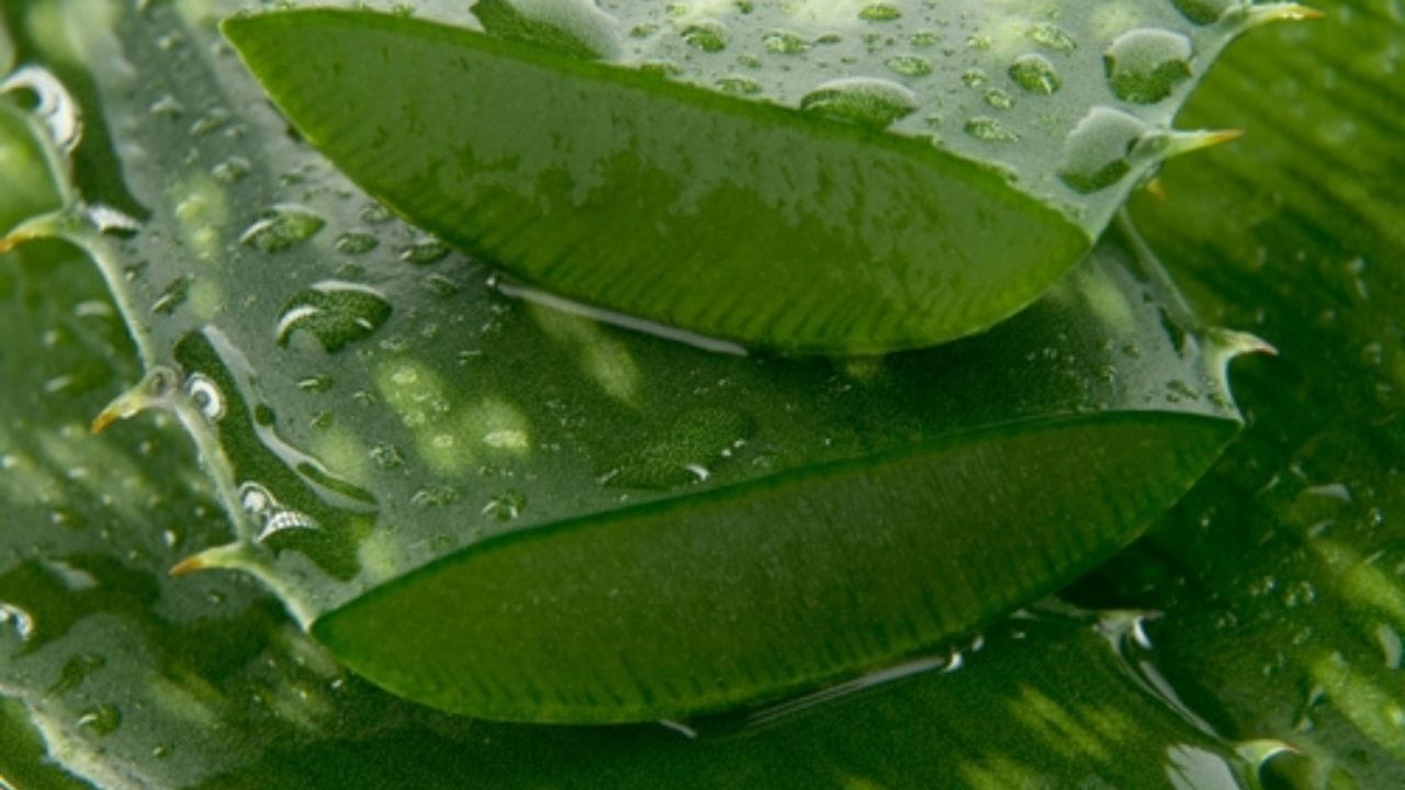 मध, नारळ तेल आणि एलोव्हेरा : कोंडा आणि निर्जीव केसांसाठी ५ चमचे एलोव्हेरा जेल,३ चमचे नारळाचे तेल,२ चमचे मध मिक्स करुन पेस्ट तयार करा. अर्धात तास केसांना लावून नंतर धुवा आणि रिझल्ट पाहा.