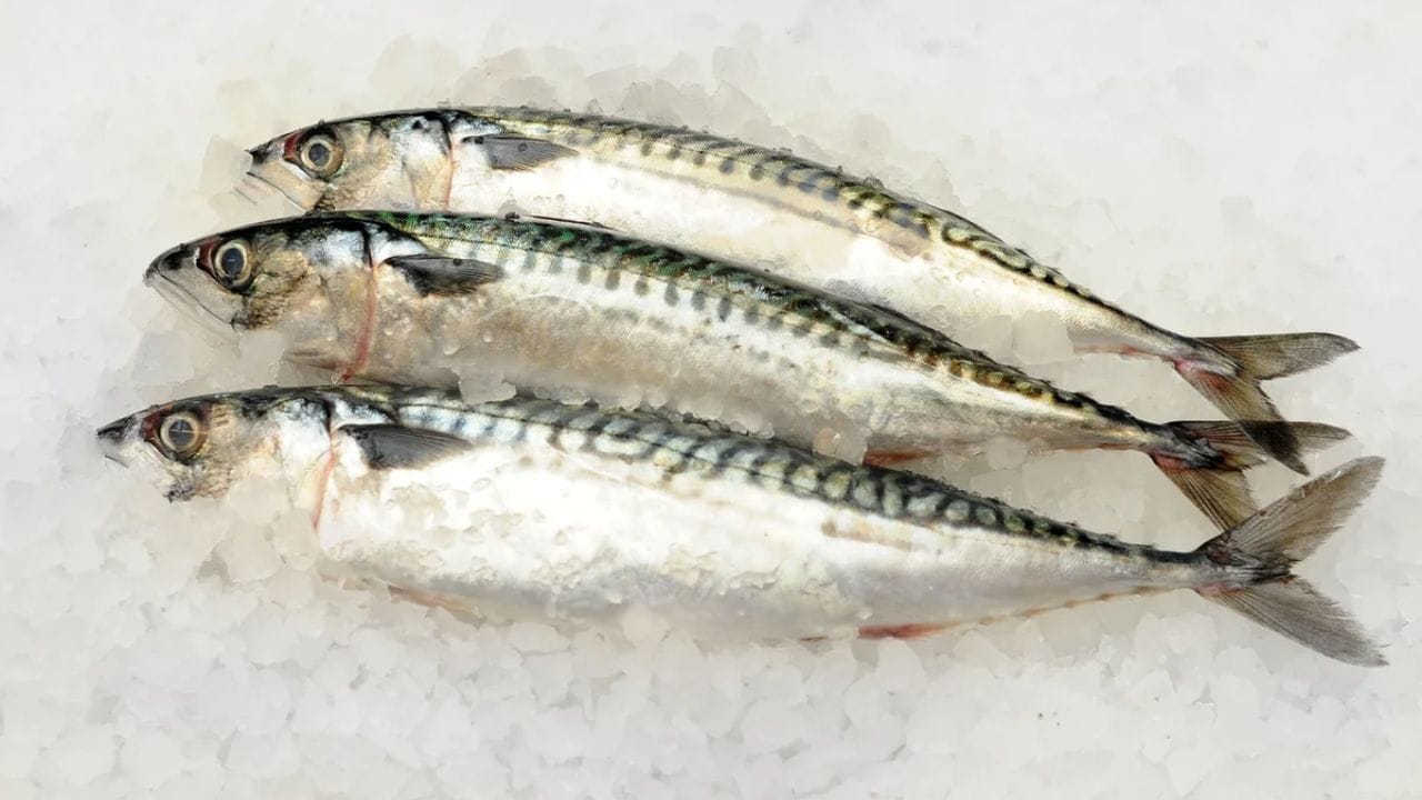  मासळी - मासे खाणाऱ्यांमध्ये व्हिटामिन्स डीची कमतरता राहत नाही.हिवाळ्यात यांच्या सेवनाने शरीराला आतून ताकद मिळते आणि रोगप्रतिकारक शक्ती वाढते.थंडीत होणारी  गुडघे दुखी आणि  सूज कमी होण्यास देखील मदत होते. 