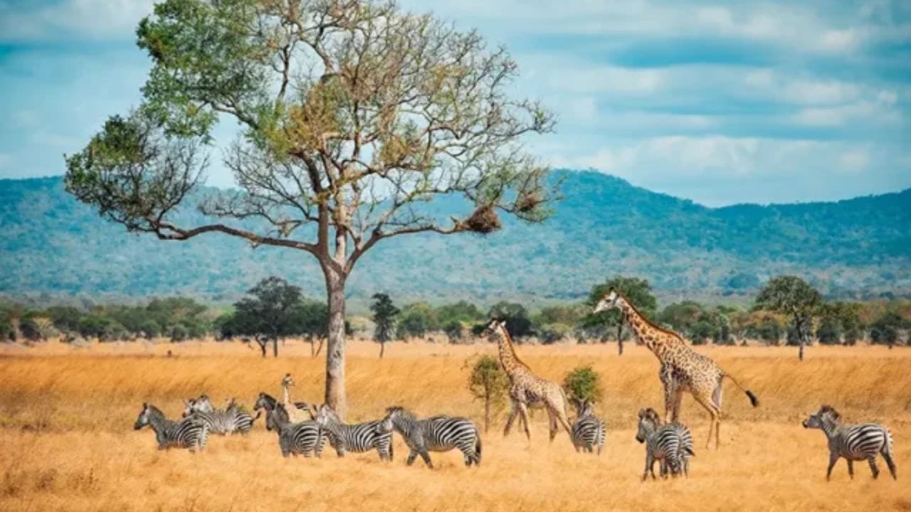 इतके जास्त देश असण्याचे कारण: आफ्रिकेच्या मोठ्या भागावर दीर्घकाळ ब्रिटन, फ्रान्स, पोर्तुगाल आणि बेल्जियम यांसारख्या युरोपीय देशांचे राज्य होते. स्वातंत्र्यानंतर झालेल्या सीमांच्या वाटणीमुळे येथे अनेक छोटे-मोठे देश निर्माण झाले.