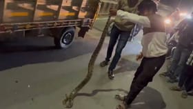 अकोला शहरातल्या रस्त्यावर आढळला भलामोठा अजगर.