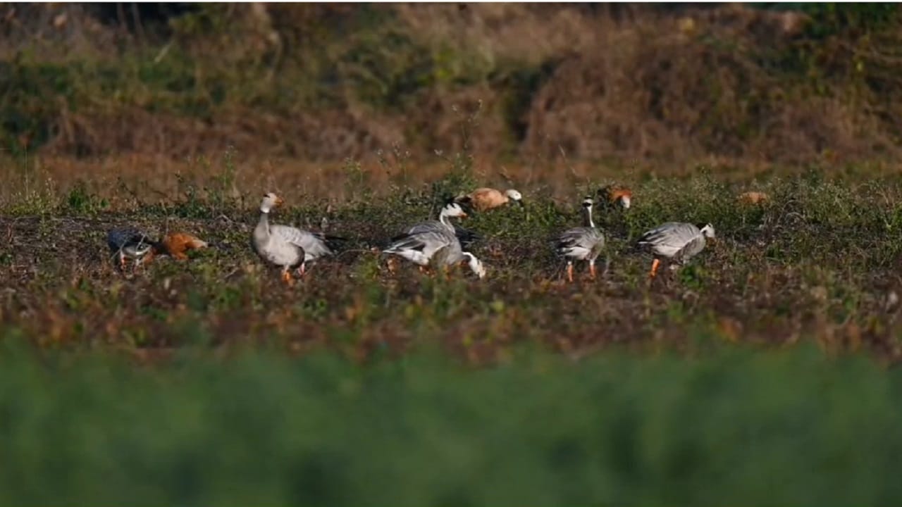 बुलढाणा हे थंड हवेचे शहर म्हणून ओळखलं जातं, तर जिल्ह्यात तीन अभयारण्य आहेत ज्यामध्ये प्राणी आणि पक्षांसाठी अन्नसाखळीनुसार पोषक आणि पूरक वातावरण असल्याने विविध प्राणी पक्षी वास्तव्यास आहेत..