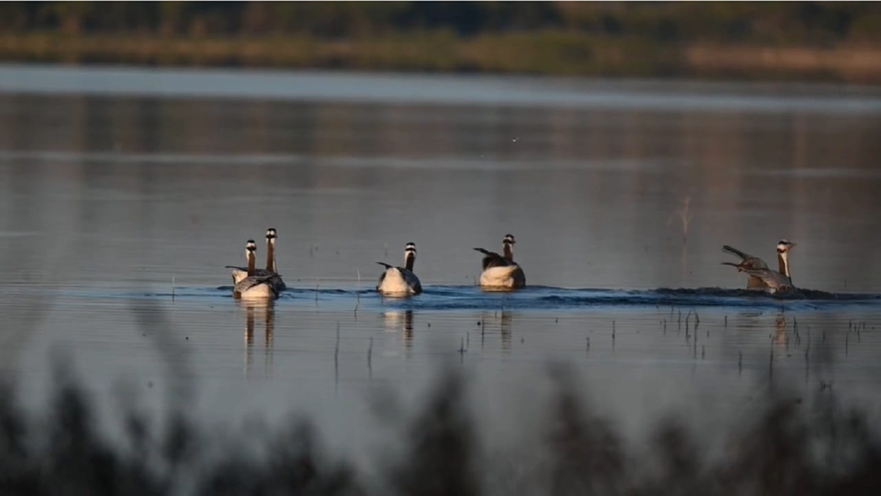 मात्र सध्याच्या थंडीच्या वातावरणामध्ये हजारो किलोमीटरचा प्रवास करून विदेशी पक्षी बुलढाण्यात दाखल झाले आहे.. ज्याचे पक्षी मित्रांमध्ये आणि नागरिकांमध्ये मोठे आकर्षण पाहायला मिळत आहे..
