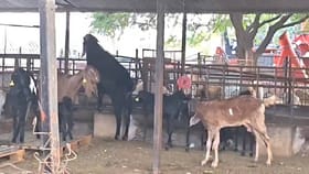 बारामतीच्या कृषी प्रदर्शनात तब्बल 100 किलोचा बोकड.