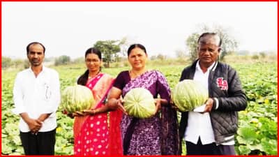 आष्टीच्या भोपळ्याला पाच राज्यात मागणी; माळरानावर घामला मोती, एकरी 90 हजार नफा