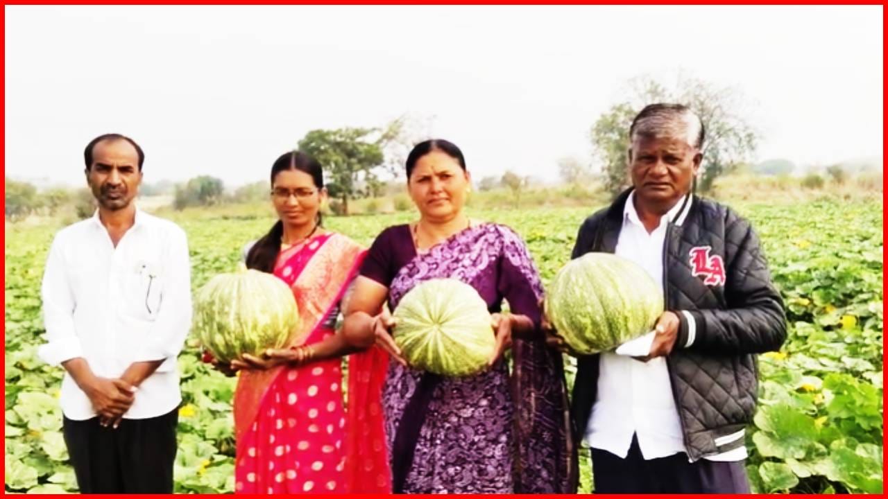 आष्टीच्या भोपळ्याला पाच राज्यात मागणी; माळरानावर घामला मोती, एकरी 90 हजार नफा आष्टीच्या भोपळ्याला पाच राज्यात मागणी; माळरानावर घामला मोती, एकरी 90 हजार नफा