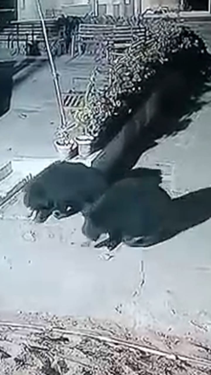 Bhandara : 2 अस्वलांचा चप्राड पहाडीवर मुक्त संचार, पाहा व्हीडिओ