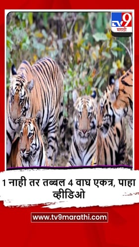 Bhandara : व्वा! क्या सीन है, पवनी उमरेड करांडला अभयारण्यात पर्यटकांना 4 वाघांचे दर्शन.