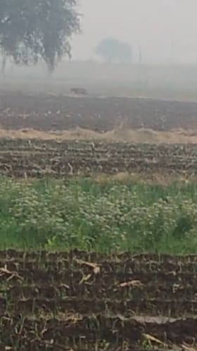 बिबट्यांचा वावर वाढल्याने शेतमजुरांमध्ये भीतीचे वातावरण.