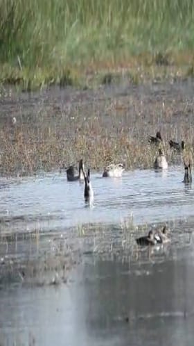 गोंदिया-भंडारा जिल्ह्यात 40 वी आशियाई जलपक्षी गणना.