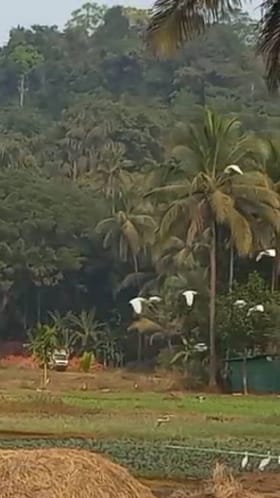 कोकणात पांढऱ्या बगळ्यांचं आगळंवेगळं चित्र.