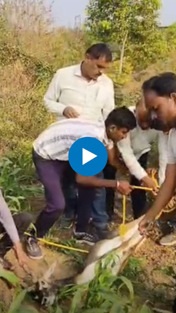 मानेगावात विहिरीत पडलेल्या काळवीटाची सुखरूप सुटका