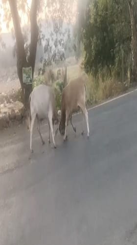 चिपळूणमध्ये रस्त्यावरच मोकाट बैलांची झुंज; अर्धा तास थरार.