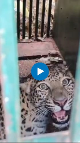 चंद्रपूर फेरो अलॉय प्लांटमध्ये घुसलेला बिबट्या जेरबंद.