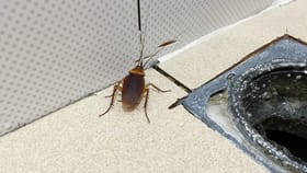 स्वयंपाकघरातील झुरळांपासून कायमची सुटका हवीय? मग हा घरगुती जुगाड नक्की.