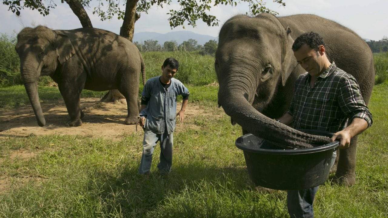निर्मितीचे ठिकाण आणि पद्धत : ही कॉफी प्रामुख्याने थायलंडमध्ये तयार केली जाते. ही कॉफी बनवण्यासाठी हत्तींची मदत घेतली जाते. हत्तींना 'अरेबिका' जातीच्या कॉफीच्या पिकलेल्या चेरी खायला दिल्या जातात.