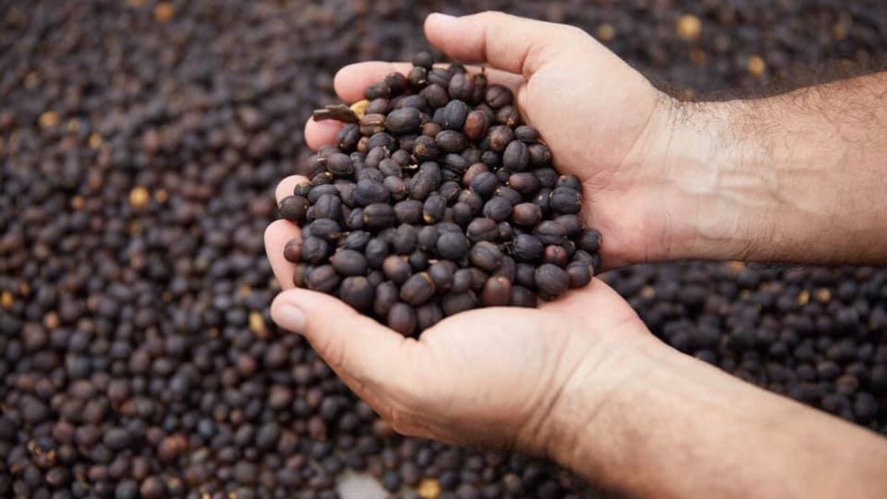 महाग असण्याचे कारण : ही कॉफी पूर्णपणे आरोग्यदायी आणि सुरक्षित असते. 33 किलो कॉफी चेरी हत्तीला खाऊ घातल्यानंतर त्यातून केवळ 1 किलो कॉफी बीन्स मिळतात. ही प्रक्रिया नैसर्गिक आणि खूप संथ आहे.  