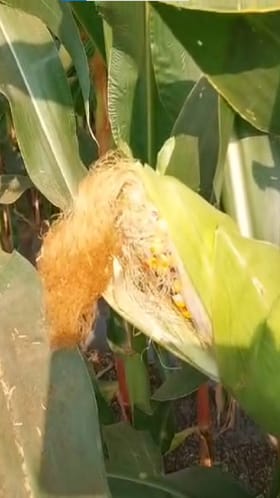 एकाच मक्याच्या कणसाला 5 विविध रंगांचे दाणे; पाहण्यासाठी शेतकऱ्यांची गर्दी.