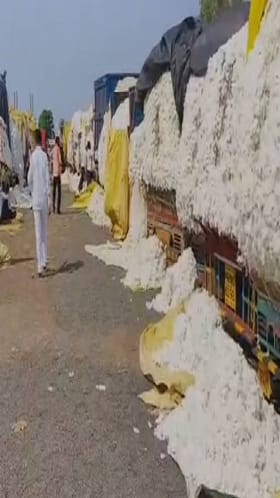 नंदुरबार जिल्ह्यात कापसाला भाव मिळत नाहीय.