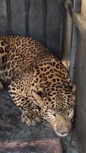 नाशिक : देवगाव परिसरातून सहावा बिबट्या जेरबंद