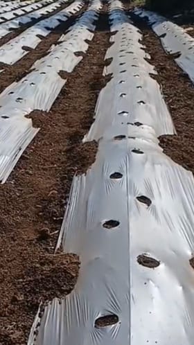 Video : धुळे जिल्ह्यात टरबूज व फळ पिकांसाठी मल्चिंगची जोरदार तयारी.