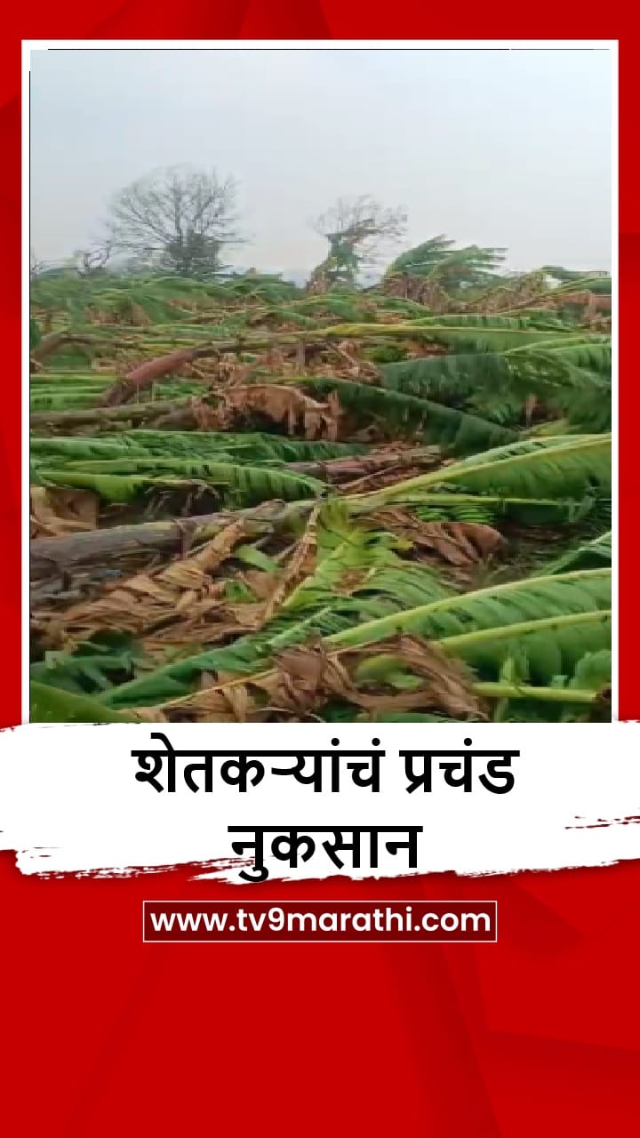 Dhule : शिरपूर-शिंदखेडा तालुक्यात अवकाळी पाऊस, पिकांचं नुकसान