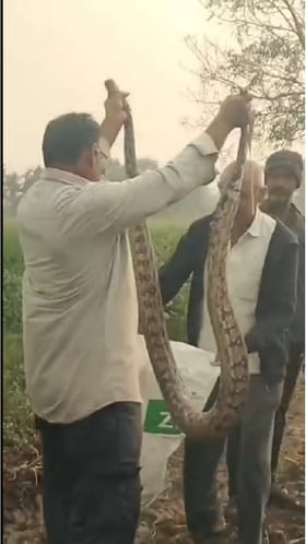 होळनाथ गावातील शेतात 10 ते 12 फूट अजगराला सर्पमित्राने पकडले.
