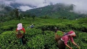 भारतातील या शहराची चहाची राजधानी म्हणून ओळख.