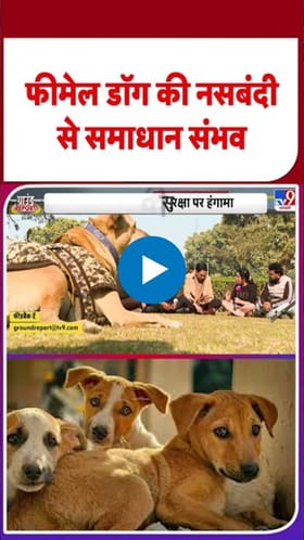 भटक्या कुत्र्यांच्या नसबंदीचे आदेश देण्याची मागणी!.