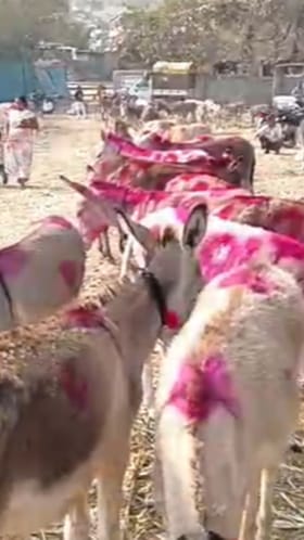 जेजुरीत भरला गाढवांचा बाजार, पहा Video.