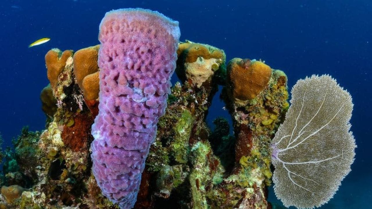 समुद्रात जन्म : पृथ्वीवरील पहिल्या प्राण्याचा जन्म जमिनीवर नसून महासागरांच्या खोल पाण्यात झाला. त्या काळी वातावरणात ऑक्सिजनचे प्रमाण खूप कमी होते, तरीही या जीवांनी स्वतःला जुळवून घेतले होते.