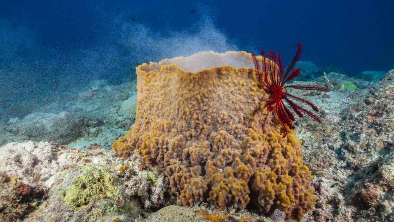 'स्पंज': बहुतेक शास्त्रज्ञांच्या मते, 'स्पंज' हा पृथ्वीवरील पहिला प्राणी आहे. हे समुद्राच्या तळाशी स्थिर राहणारे जीव आहेत. हे प्राणी झाडांसारखे दिसतात, मात्र त्यांच्या पेशींची रचना प्राण्यांसारखी असते.