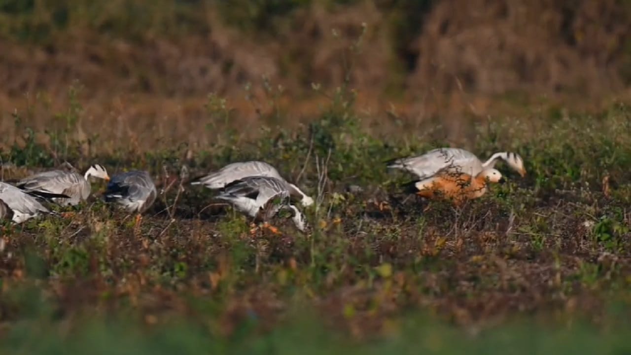 बुलढाण्याच्या ढालसावंगी धरण परिसरात 'पट्टाकदंब' हा जगातील सर्वात उंच उडणाऱ्या पक्षांपैकी एक पक्षी आहे. हे पक्षी मंगोलिया, रशिया कझाकिस्तान मधून भारतामध्ये स्थलांतरित झाले आहेत..