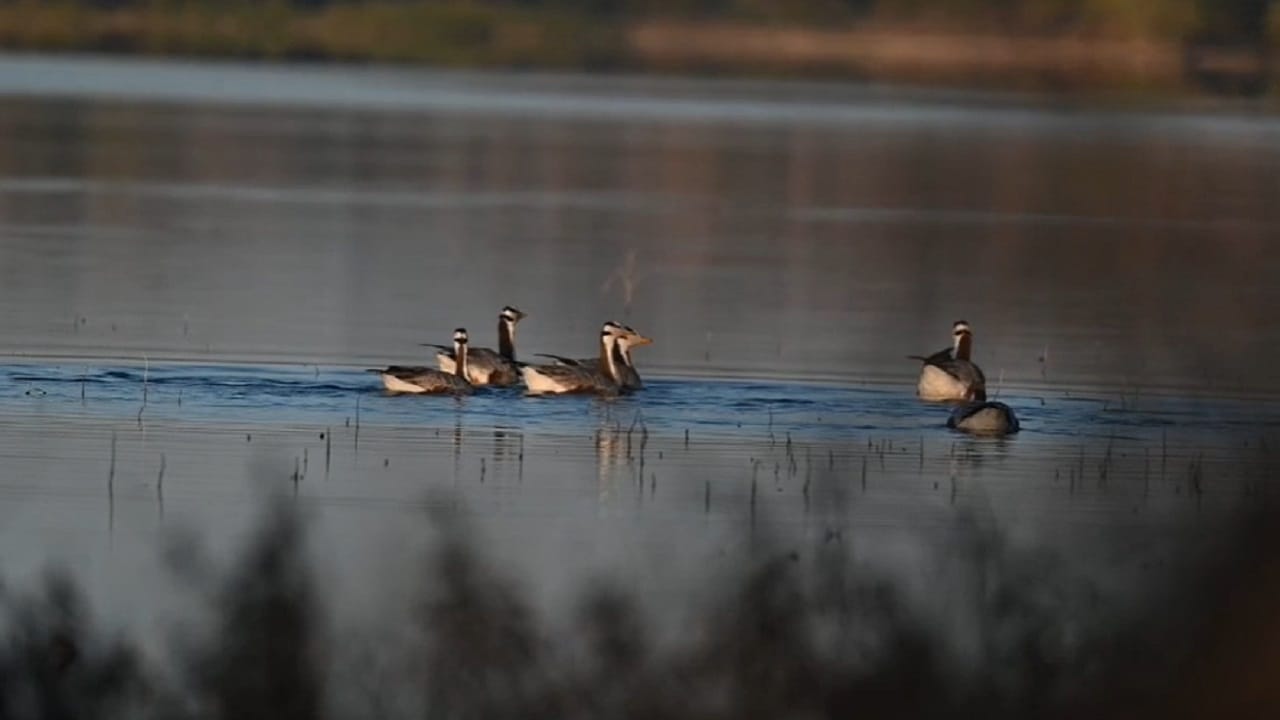 जगातील सर्वात उंच उडणारे विदेशी पक्षी बुलढाण्यात दाखल… पक्ष्यांचा हजारो किलोमीटरचा प्रवास