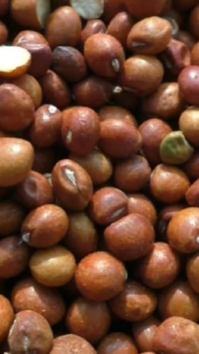 तुरीच्या दरांमध्ये मोठी सुधारणा शेतकरी राजा आनंदी.