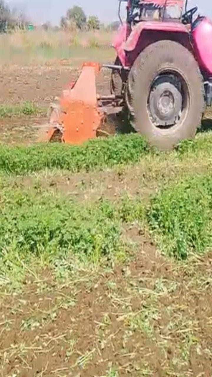 Video : मेथीला भाव मिळेना, शेतकऱ्याने दीड एकरवर फिरवला नांगर