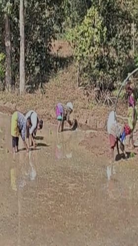 Gondia : रब्बी हंगामाची जोरात सुरुवात, गोंदियात रोवणीला वेग.