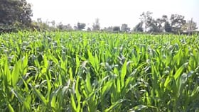 गोंदियात 23 हजार हेक्टरवर रब्बी लागवड.